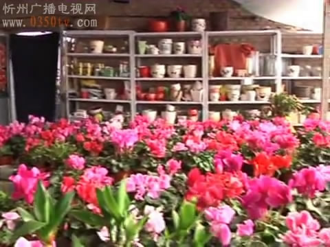 原平：花卉装点节日