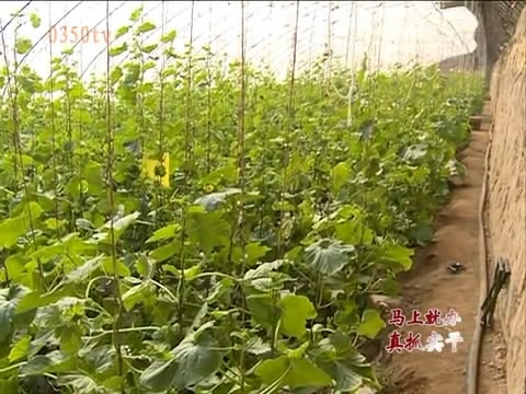 忻府区 创新种植模式 强化科技服务 助力农民增收