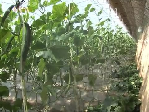 神池：科学种植让设施农业提质增效