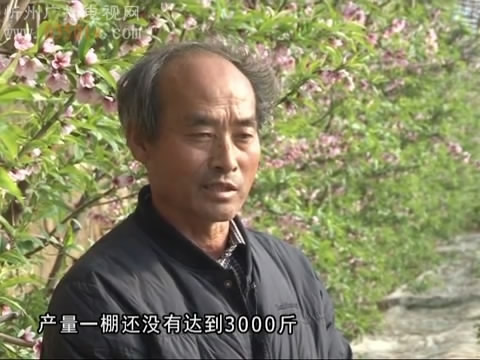 “甜蜜大棚”利润丰