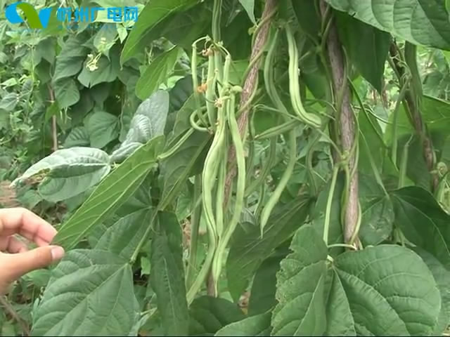 五寨金穗无筋架豆王示范种植喜获成功