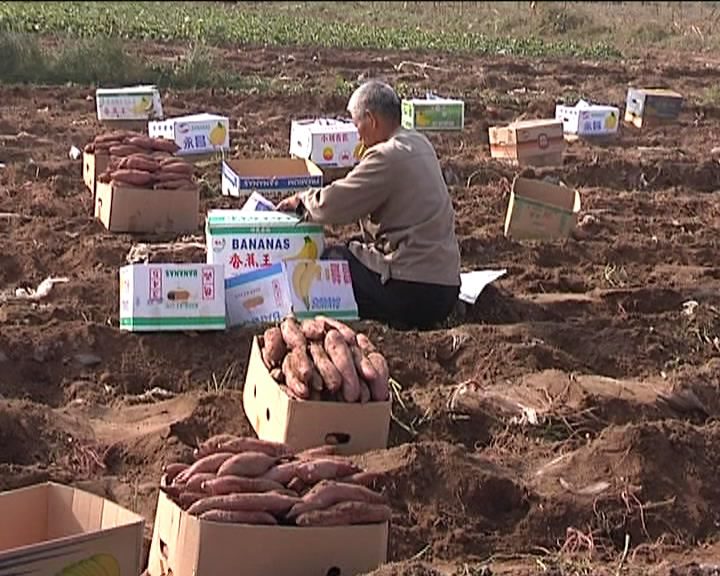 董村镇：又到红薯收获季