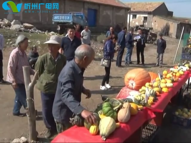 神池 特色种植拉动农业产业化发展