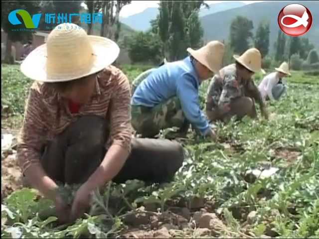 代县 因地制宜兴产业 精准扶贫再发力​