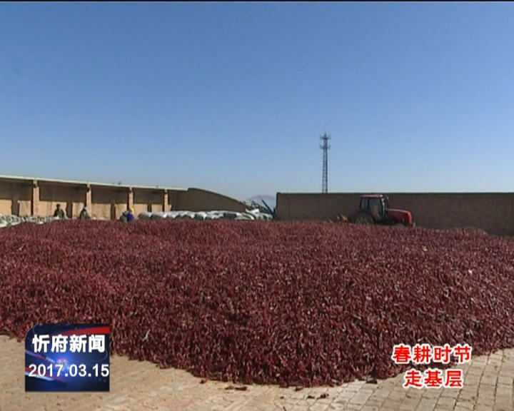 忻口村辣椒种植户抢抓节令育苗忙​