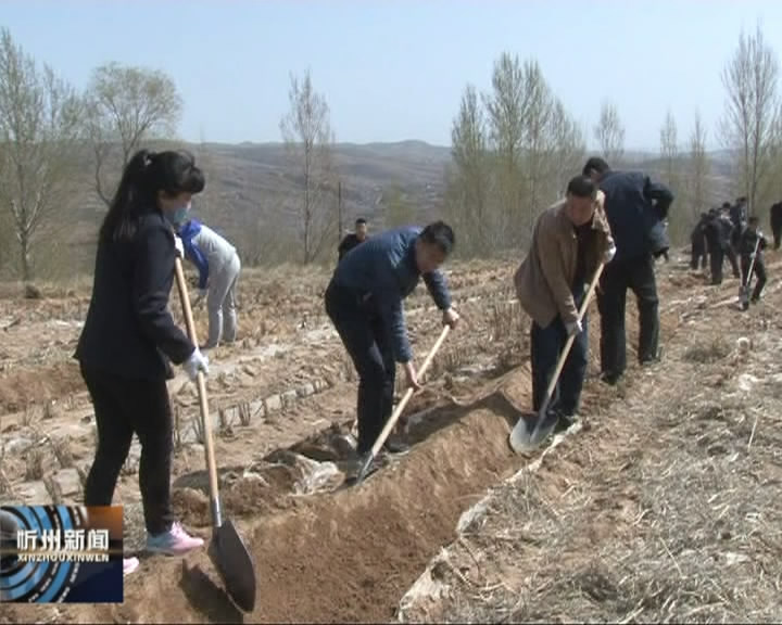 偏关县千余名机关干部参加义务植树活动​