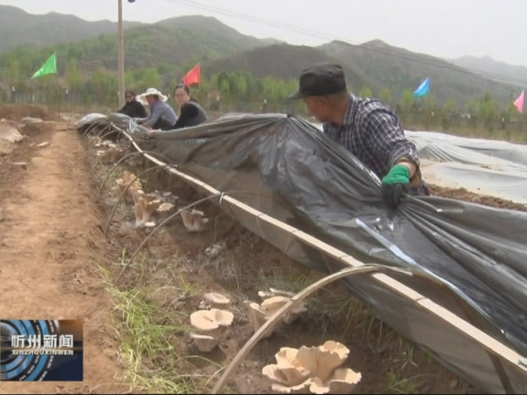 《新时代 我奋斗 我幸福》专栏报道：静乐：脱贫路上“地菇”香​