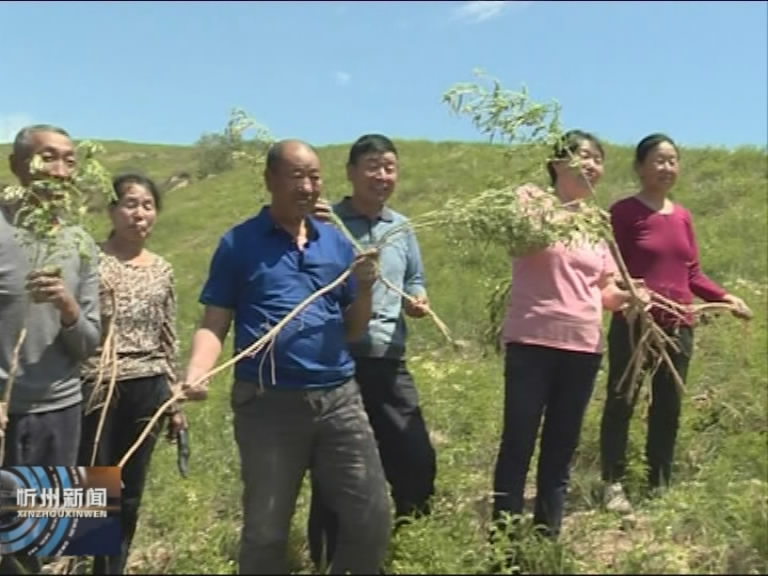 代县：山坡地种上中药材 贫困户迈向致富路​