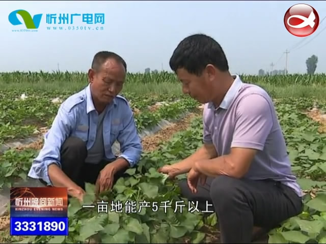 董村镇：支部引领示范田 带动村民齐致富​