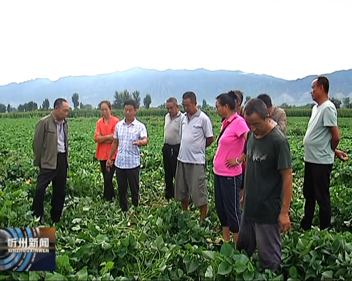 忻府区董村镇：支部书记示范田 助农致富好榜样​