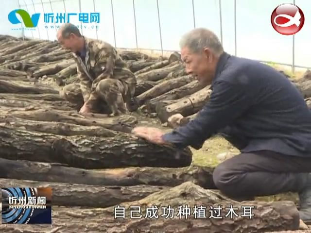 五台县陈家庄乡：黑木耳羊肚菌一村一品 兴产业种养加多点开花​