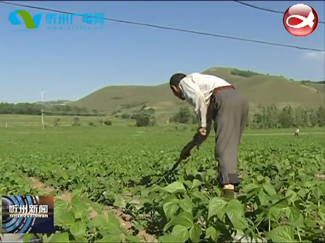 神池烈堡乡：发展有机旱作农业 实现农民稳定增收​