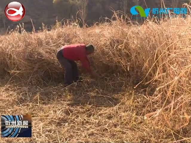 保德腰庄乡：种植饲草效益好 种养循环开富路​