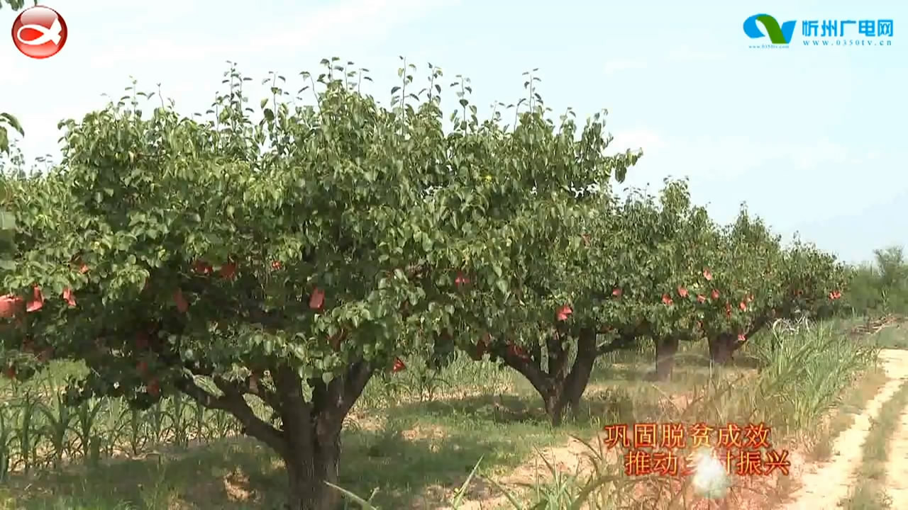 产业兴旺 助推乡村振兴​