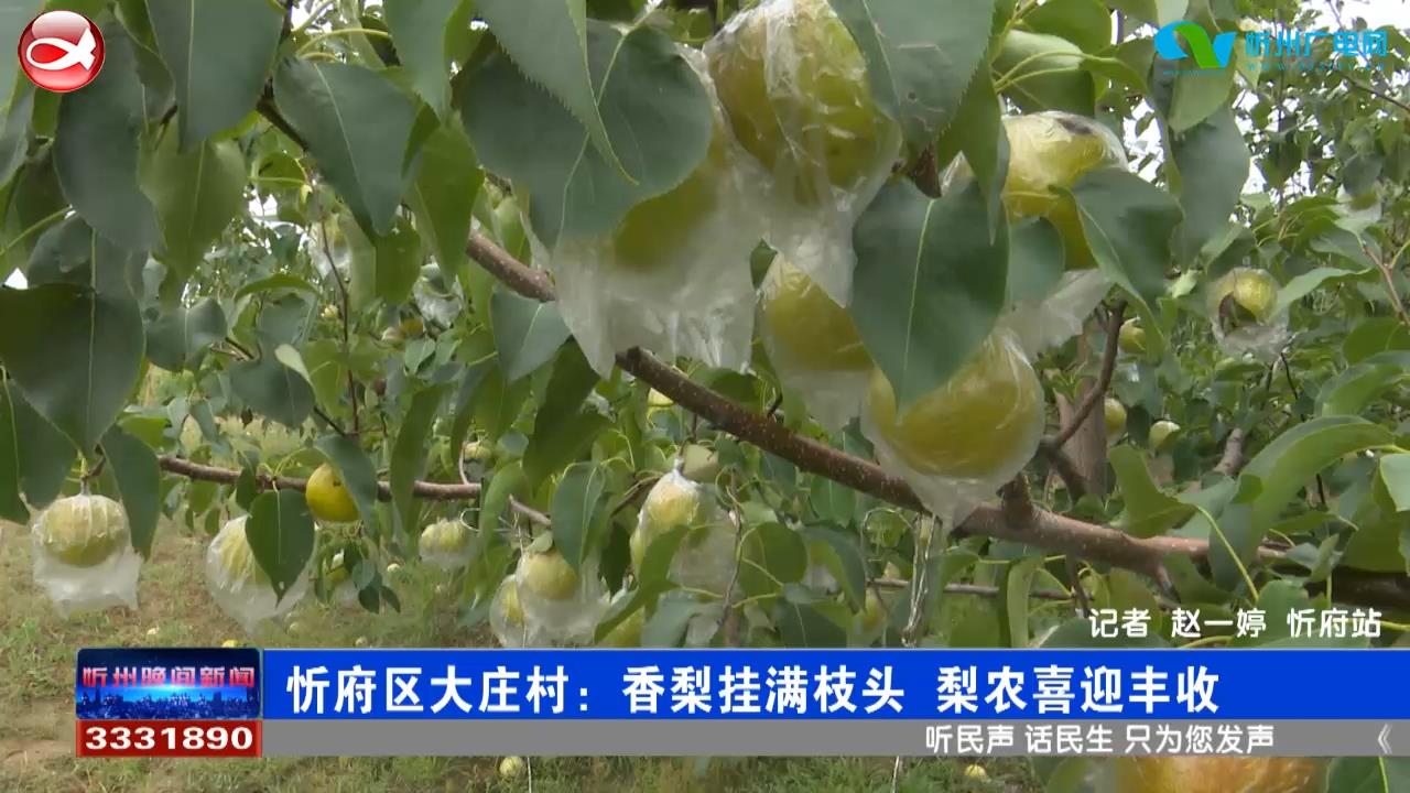 忻府区大庄村：香梨挂满枝头 梨农喜迎丰收​