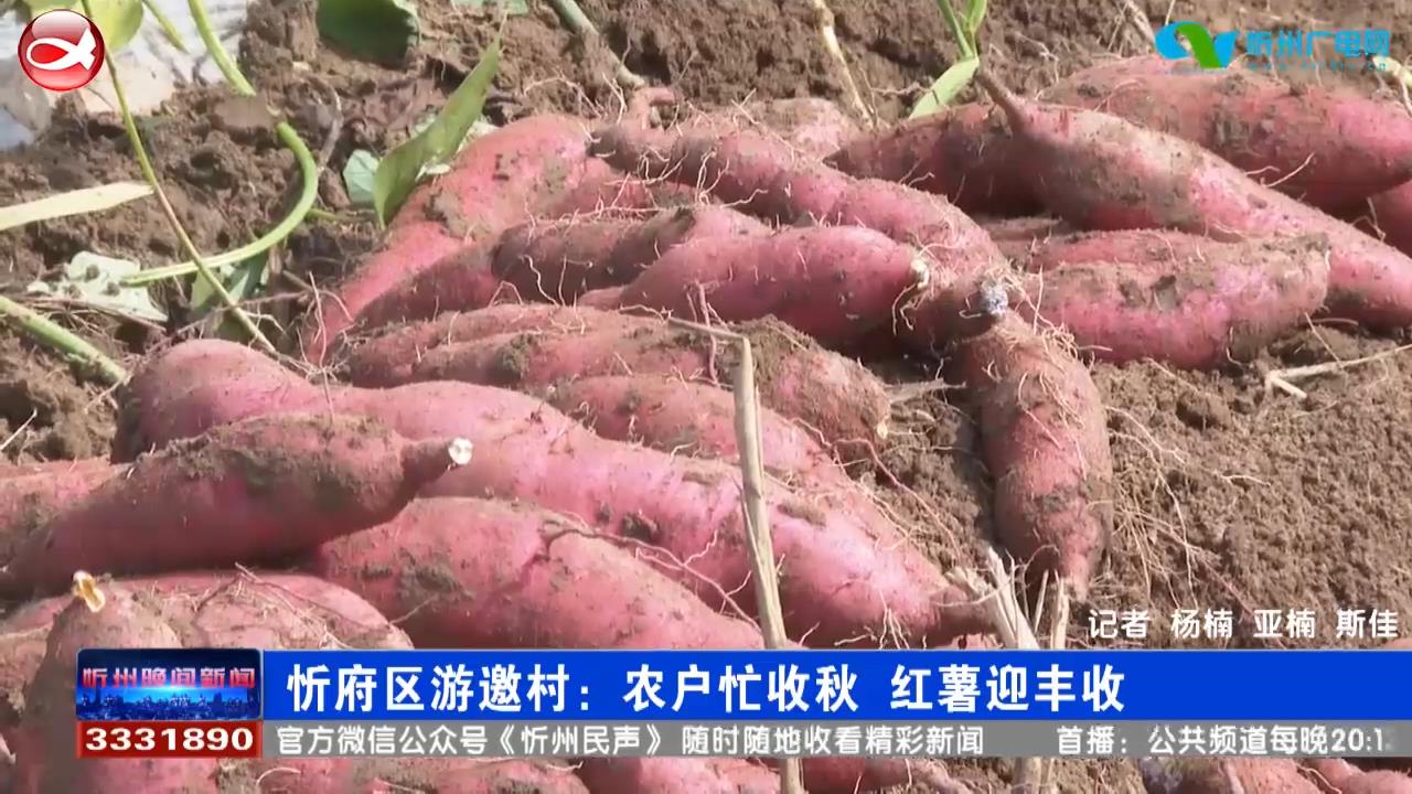 忻府区游邀村：农户忙收秋 红薯迎丰收​