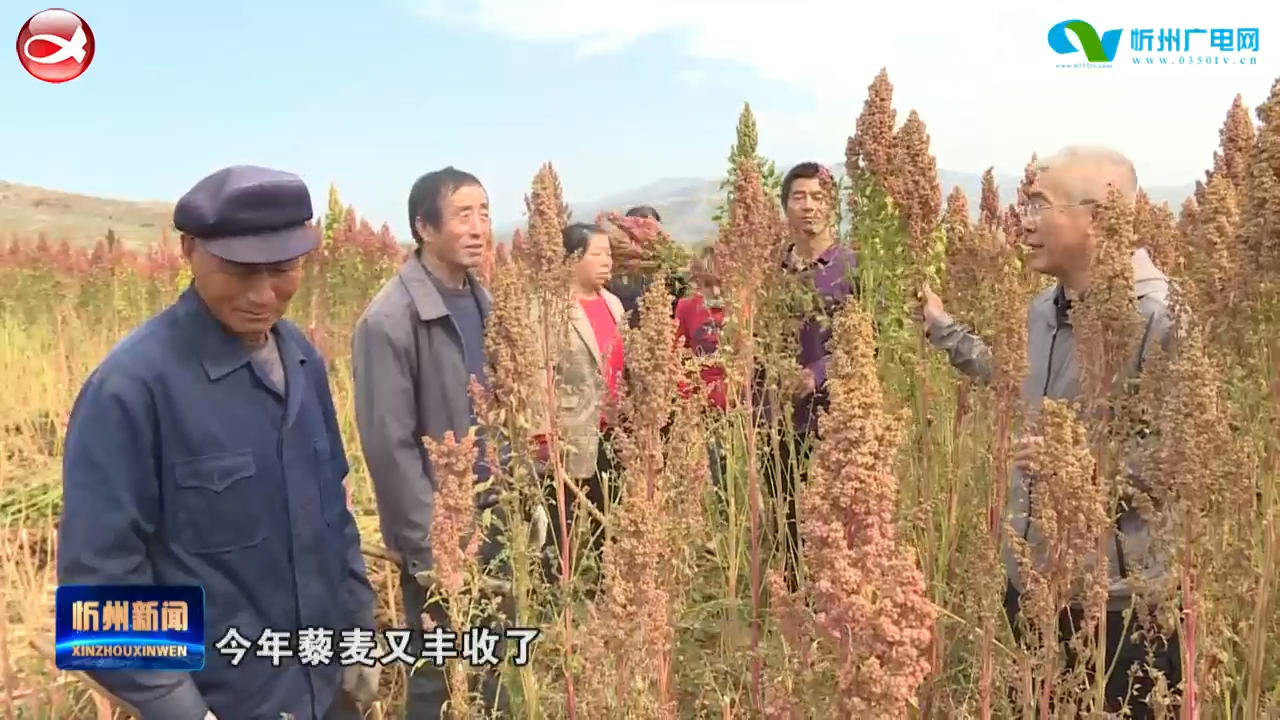 静乐：丰收季里话丰收 藜麦地里说丰年