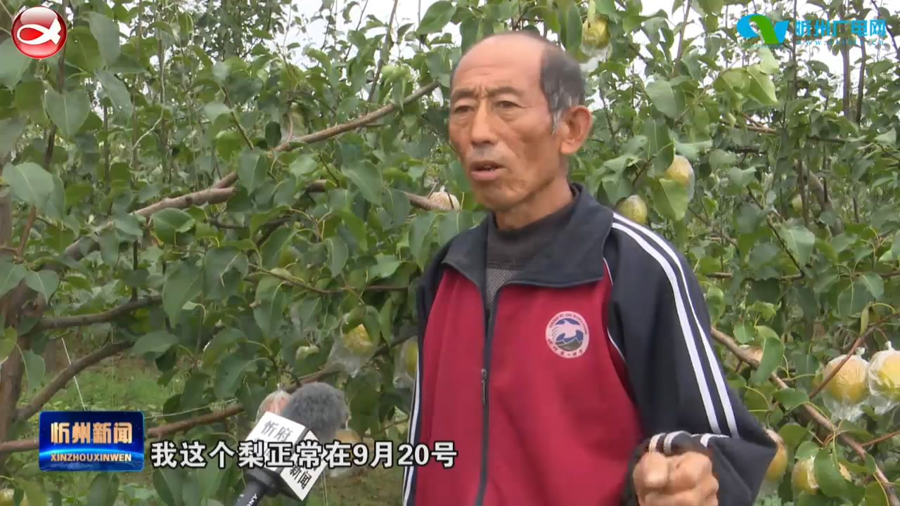 忻府区大庄村：香梨挂满枝头 梨农喜迎丰收​