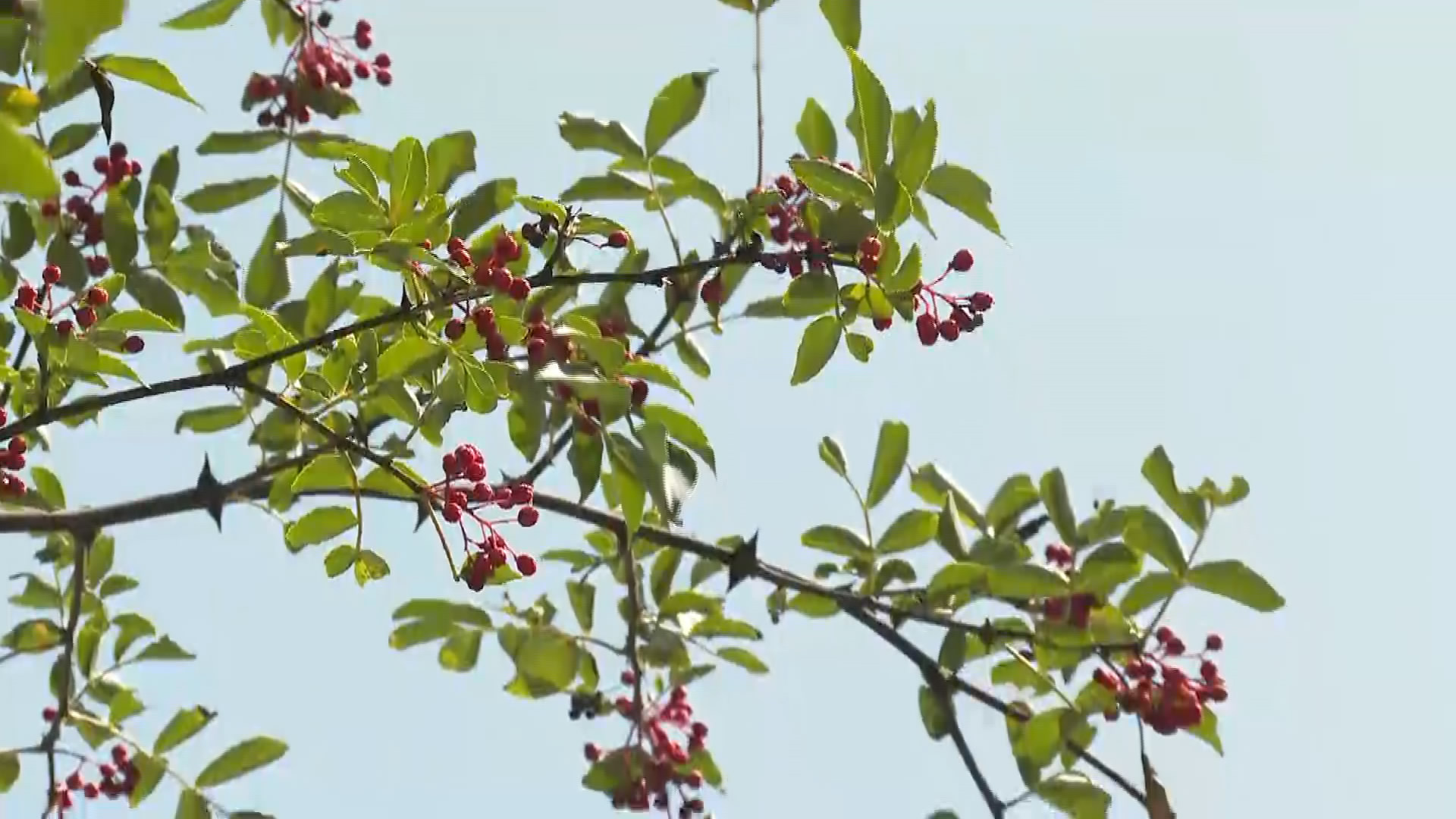 特色种植 兴村富民​