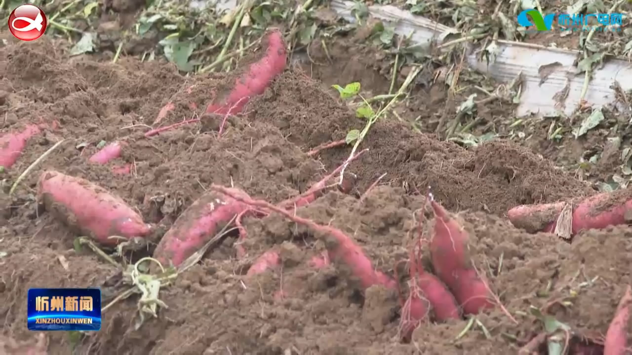 《奋斗百年路 启航新征程· 小康圆梦》专栏报道：忻府区董村镇：红薯迎来丰收季  村民增收信心足​