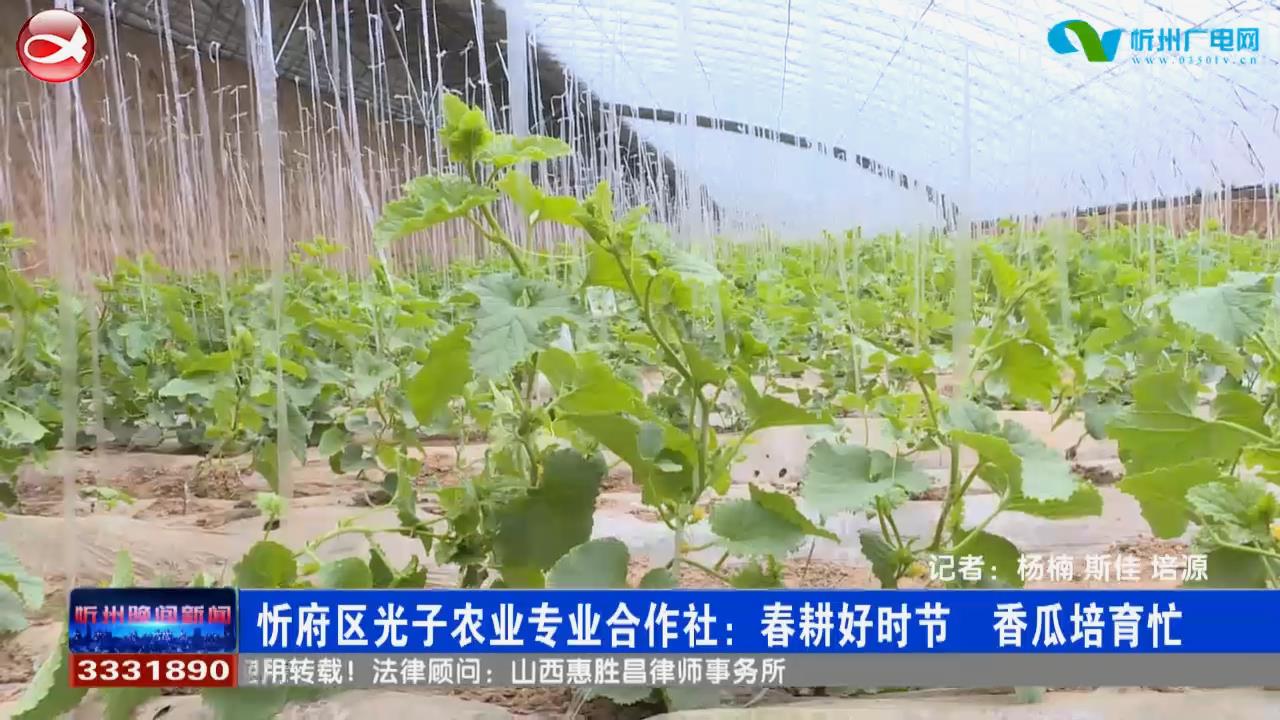 忻府区光子农业专业合作社：春耕好时节 香瓜培育忙​