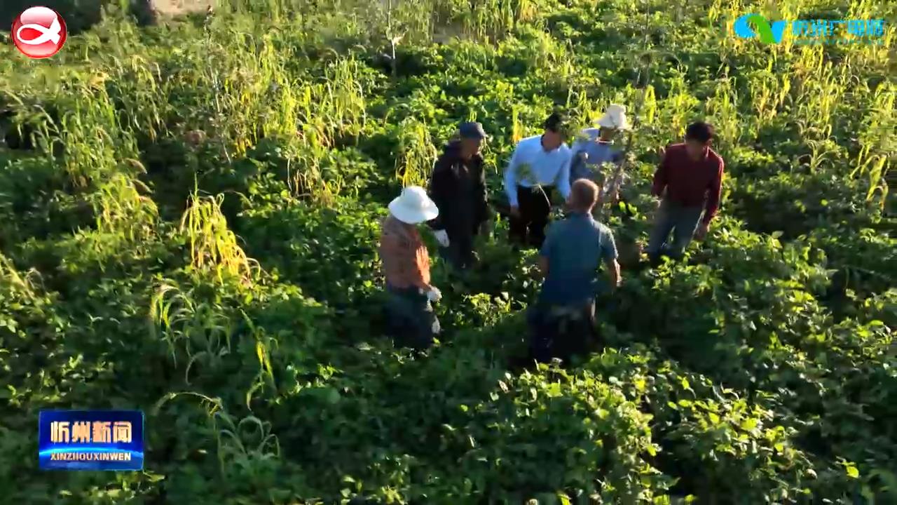 保德乔家塔村：支部引领种果树 示范种植开新路​