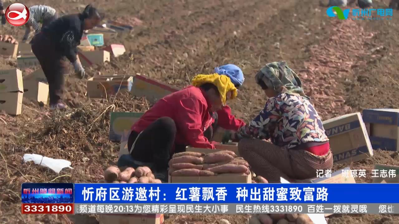 忻府区游邀村：红薯飘香 种出甜蜜致富路​