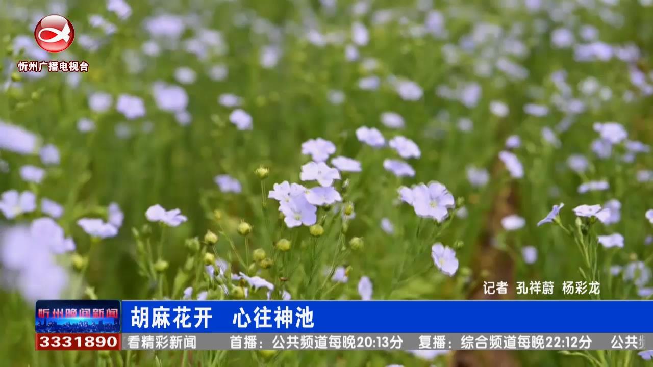 胡麻花开  心往神池​