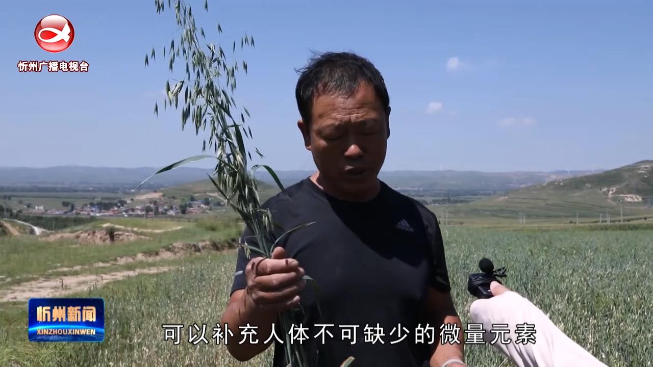 神池：富硒杂粮订单收购 特色种植农户增收​