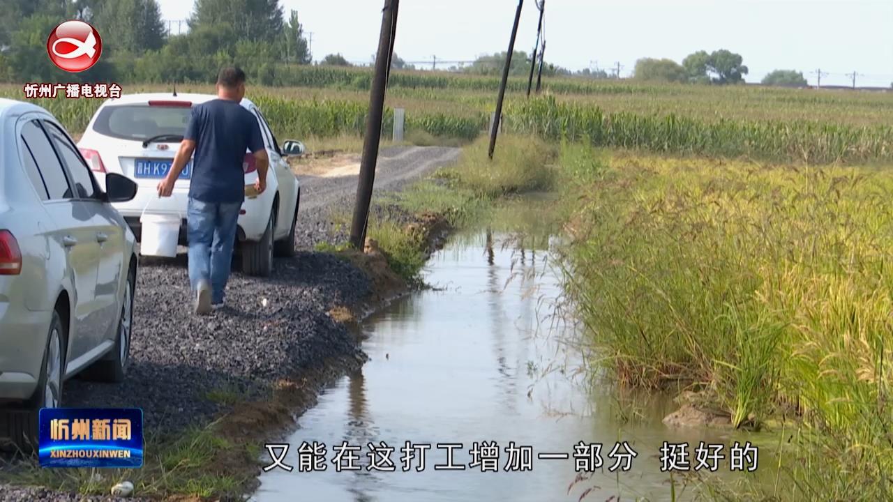 原平王家庄：稻田鱼蟹水中游 种养增收活水来​