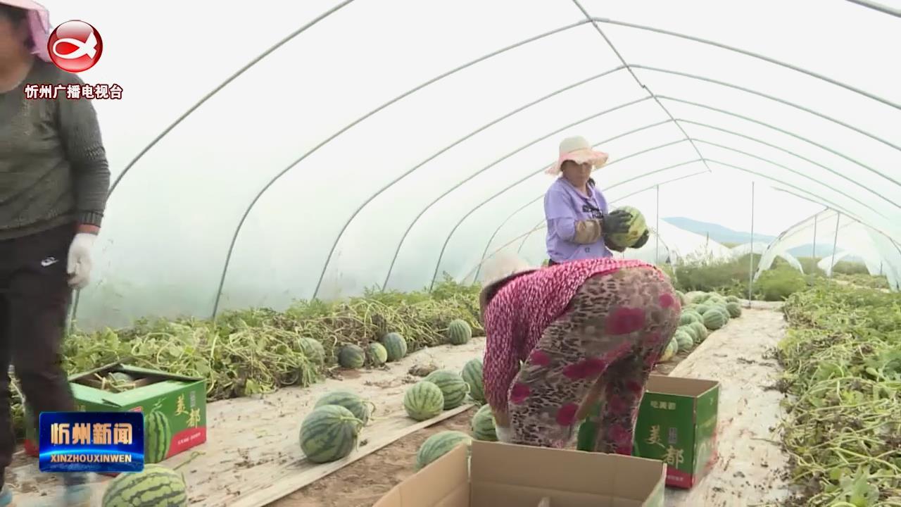 岢岚：麒麟西瓜产销旺 特色种植农增收​