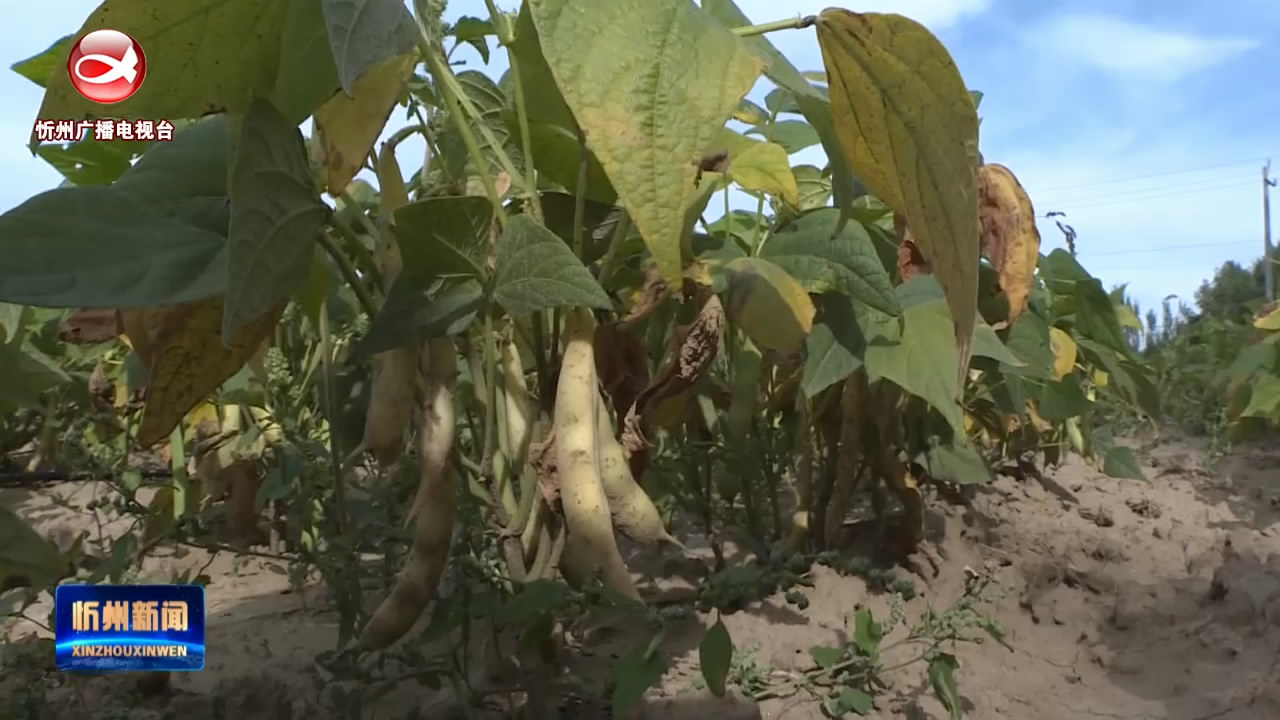 岢岚红芸豆 致富“金豆豆”​