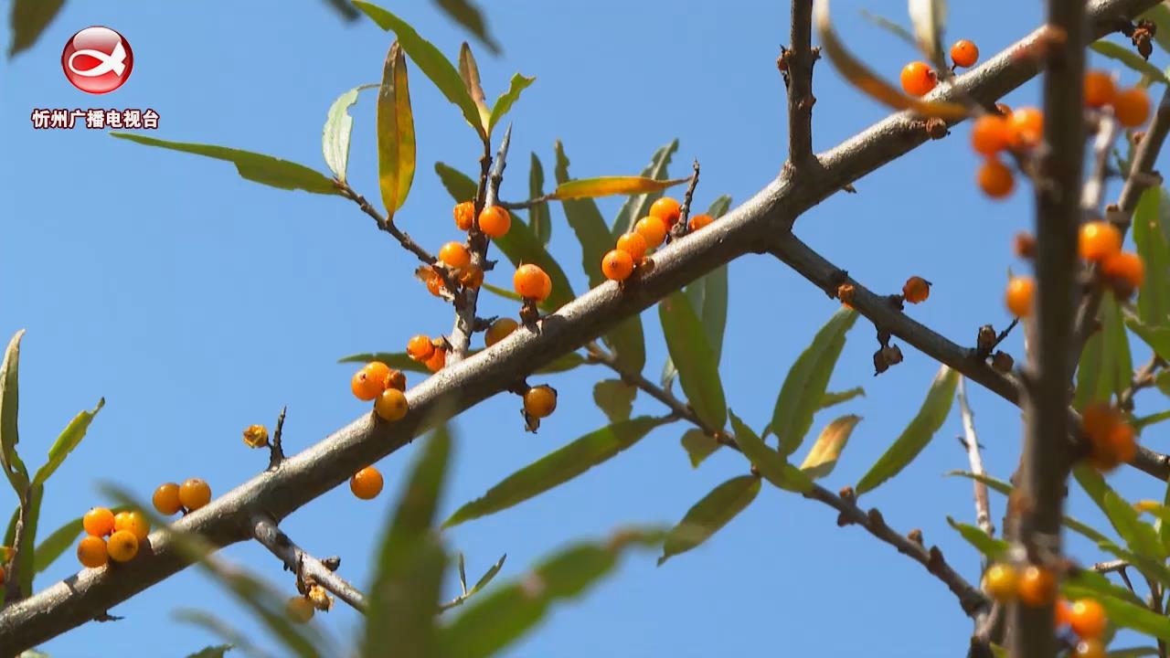 小小沙棘果 致富“金豆豆”​