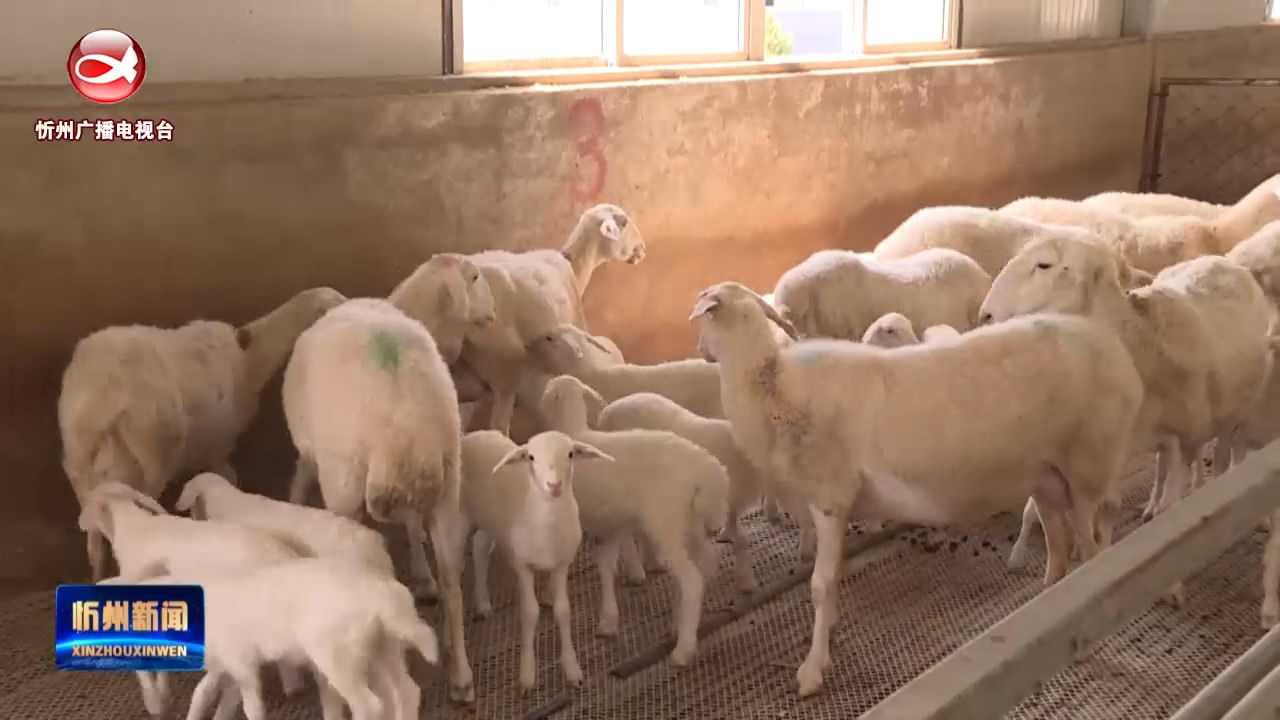 偏关：科技帮扶到羊舍 产业发展发羊财​