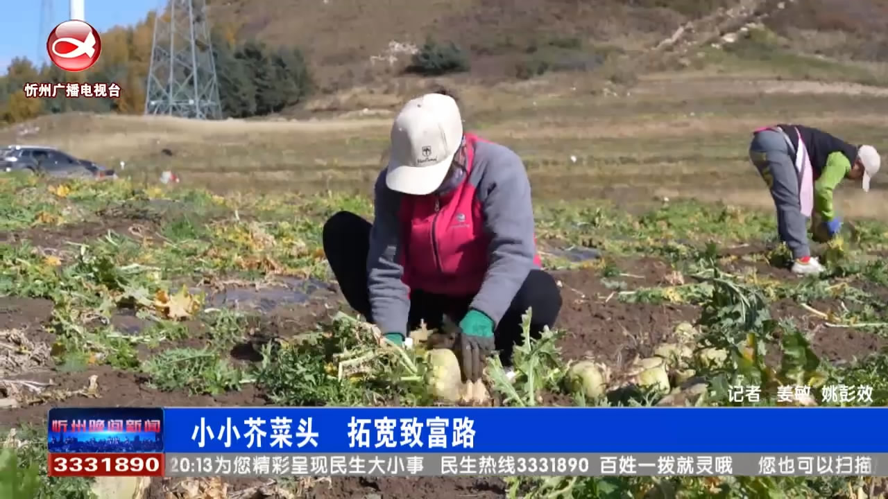 小小芥菜头 拓宽致富路​