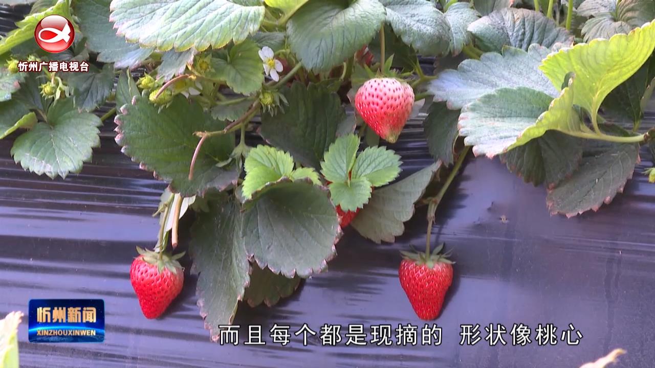 宁武：大棚“红颜”俏销 果农喜上“莓”梢​