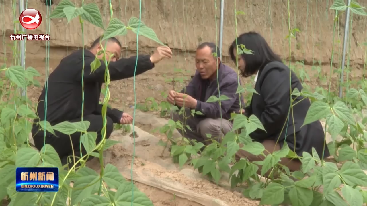 静乐：特色产业多点开花  多元赋能乡村振兴​