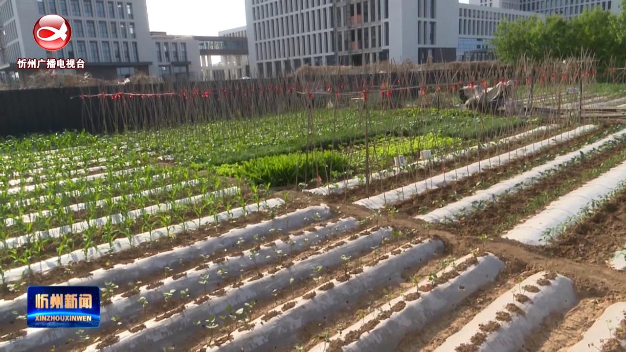 忻府区云中路街道二十里铺村：高标准大棚 助力设施农业走上快车道​