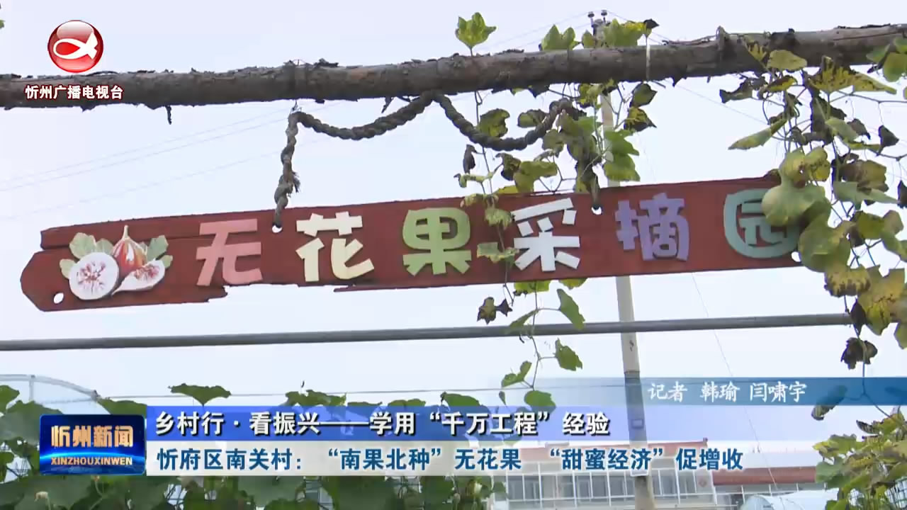 忻府区南关村：“南果北种”无花果   “甜蜜经济”促增收 ​