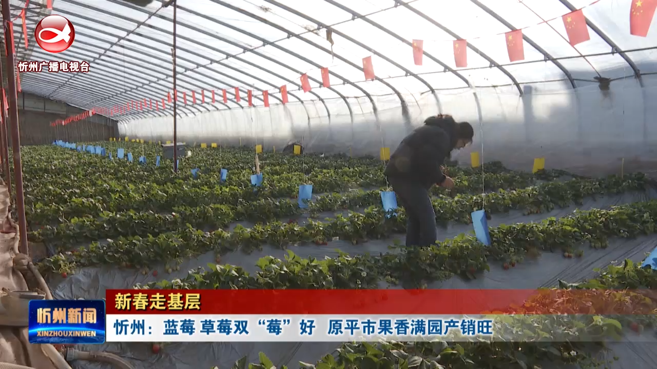 忻州：蓝莓 草莓双“莓”好   原平市果香满园产销旺​